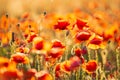 Blooming red poppies in a summer meadow Royalty Free Stock Photo