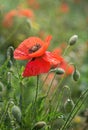 Blooming red poppies and sunny summer meadow Royalty Free Stock Photo