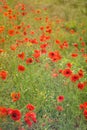 Blooming red poppies and sunny summer meadow Royalty Free Stock Photo