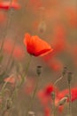 Blooming red poppies and sunny summer meadow Royalty Free Stock Photo