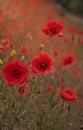 Blooming red poppies and sunny summer meadow Royalty Free Stock Photo