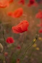 Blooming red poppies and sunny summer meadow Royalty Free Stock Photo