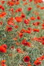 Blooming red poppies and sunny summer meadow Royalty Free Stock Photo