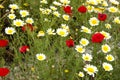 Blooming red poppies and white oxeye daisies on spring meadow natural floral background