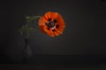 Blooming red poppy in a black vase in a black minimalistic interior Royalty Free Stock Photo