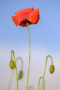 Blooming poppy on a blue sky background 2 Royalty Free Stock Photo