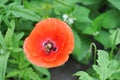 Blooming red poppy flower with a pollinating honey bee.