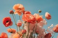 Blooming red poppy flowers against blue sky Royalty Free Stock Photo