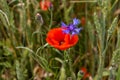 Blooming red poppy flowers and cornflower on meadow Royalty Free Stock Photo