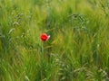 Blooming red poppy grows in the field of ripening wheat