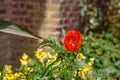 Blooming red poppy on the lawn