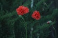 Blooming red poppy. One in the field is a poppy flower. Summer garden Royalty Free Stock Photo