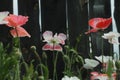 Blooming red poppy. One in the field is a poppy flower. Summer garden Royalty Free Stock Photo