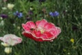 Blooming red poppy. One in the field is a poppy flower. Summer garden Royalty Free Stock Photo