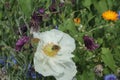 Blooming red poppy. One in the field is a poppy flower. Summer garden Royalty Free Stock Photo