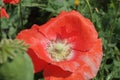 Blooming red poppy. One in the field is a poppy flower. Summer garden Royalty Free Stock Photo