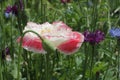 Blooming red poppy. One in the field is a poppy flower. Summer garden Royalty Free Stock Photo