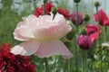 Blooming red poppy. One in the field is a poppy flower. Summer garden Royalty Free Stock Photo