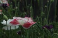 Blooming red poppy. One in the field is a poppy flower. Summer garden Royalty Free Stock Photo