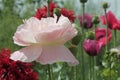 Blooming red poppy. One in the field is a poppy flower. Summer garden Royalty Free Stock Photo