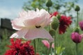 Blooming red poppy. One in the field is a poppy flower. Summer garden Royalty Free Stock Photo