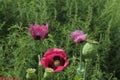 Blooming red poppy. One in the field is a poppy flower. Summer garden Royalty Free Stock Photo