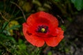 Blooming red poppy in a wheat field - Papaver rhoeas Royalty Free Stock Photo