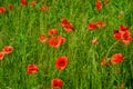 Blooming red poppy in a wheat field - Papaver rhoeas Royalty Free Stock Photo