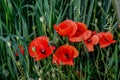 Blooming red poppy in a wheat field - Papaver rhoeas Royalty Free Stock Photo