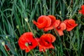 Blooming red poppy in a wheat field - Papaver rhoeas Royalty Free Stock Photo