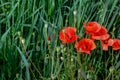 Blooming red poppy in a wheat field - Papaver rhoeas Royalty Free Stock Photo