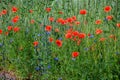 Blooming red poppy in a wheat field - Papaver rhoeas Royalty Free Stock Photo