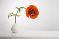 Blooming red poppy in a white vase in a white minimalistic interior Royalty Free Stock Photo