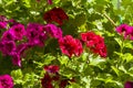 Blooming red and purple geranium Royalty Free Stock Photo