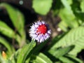 Blooming red with purple Primula Vialii, Orchid Primrose flower in the garden during Spring Royalty Free Stock Photo