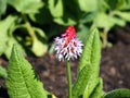 Blooming red with purple Primula Vialii, Orchid Primrose flower in the garden during Spring Royalty Free Stock Photo