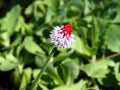 Blooming red with purple Primula Vialii, Orchid Primrose flower in the garden during Spring Royalty Free Stock Photo