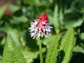 Blooming red with purple Primula Vialii, Orchid Primrose flower in the garden during Spring Royalty Free Stock Photo