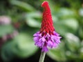 Blooming red and purple Primula Vialii, Orchid Primrose flower with green background Royalty Free Stock Photo