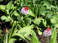 Blooming red with purple Primula Vialii, Orchid Primrose flowers in the garden during Spring Royalty Free Stock Photo