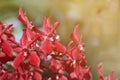 Blooming Red Renanthera Orchid Flowers Royalty Free Stock Photo