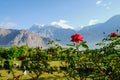 Blooming red rose against landscape view of Karakoram mountain range. Gilgit Baltistan, Pakistan.