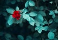 Blooming red rose on a background of leaves. Beautiful scarlet flower in a mystical garden on a mysterious fairy flower background