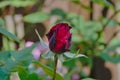 Blooming red rose bud