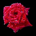 A blooming red rose bud in the drops of water Royalty Free Stock Photo