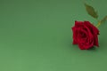 blooming red rose bud on green background with place for your text. the concept of a holiday, congratulations Royalty Free Stock Photo
