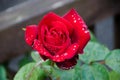 Blooming red rose bud after rain