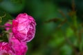 Blooming red rose bud with raindrops close up Royalty Free Stock Photo