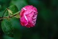 Blooming red rose bud with raindrops close up Royalty Free Stock Photo