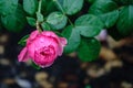 Blooming red rose bud with raindrops close up Royalty Free Stock Photo